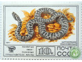 shhitomordnik-obyknovennyi-small-0