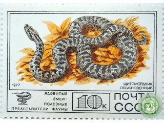 shhitomordnik-obyknovennyi