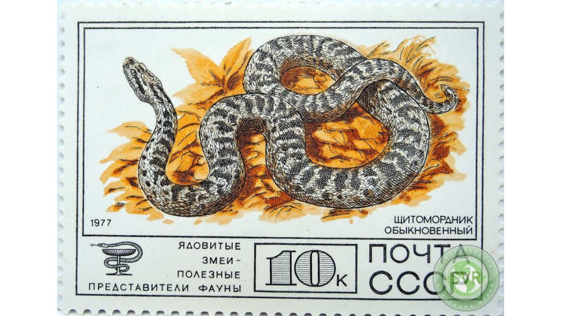 shhitomordnik-obyknovennyi-big-0