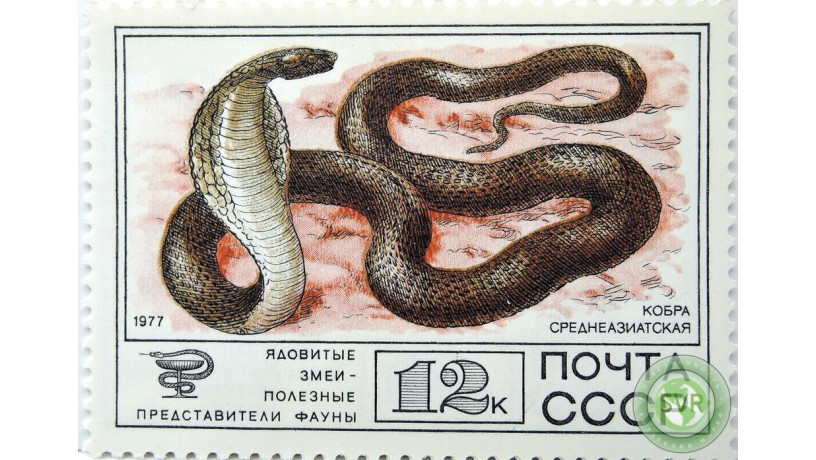 kobra-sredneaziatskaia-big-0