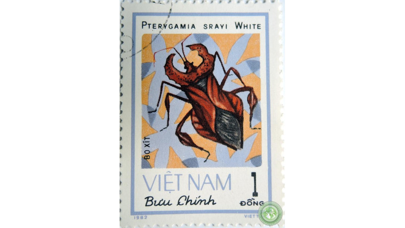 pterygamia-sravi-big-0