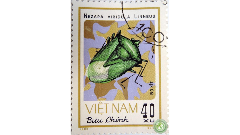 nezara-viridula-big-0
