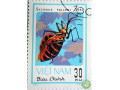sycanus-falleni-small-0