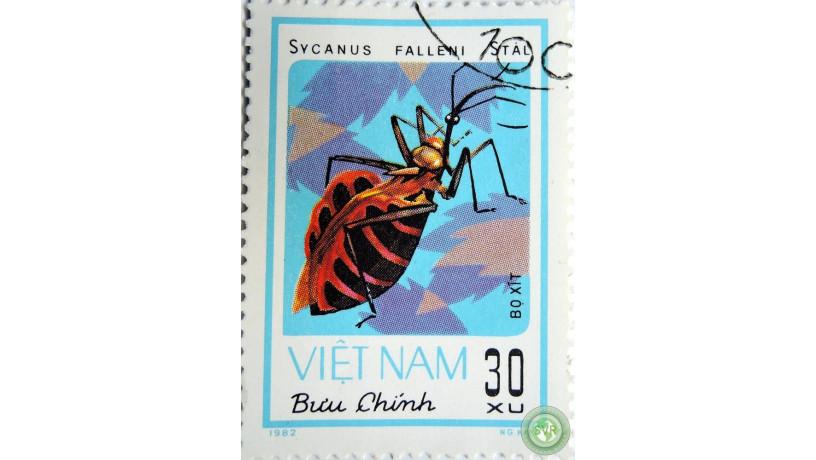 sycanus-falleni-big-0