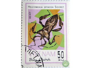 helcomeria-spinosa