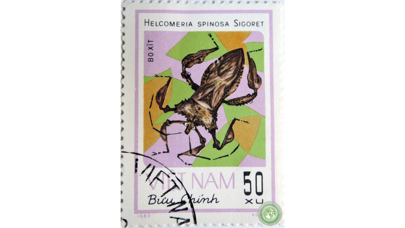 helcomeria-spinosa-big-0