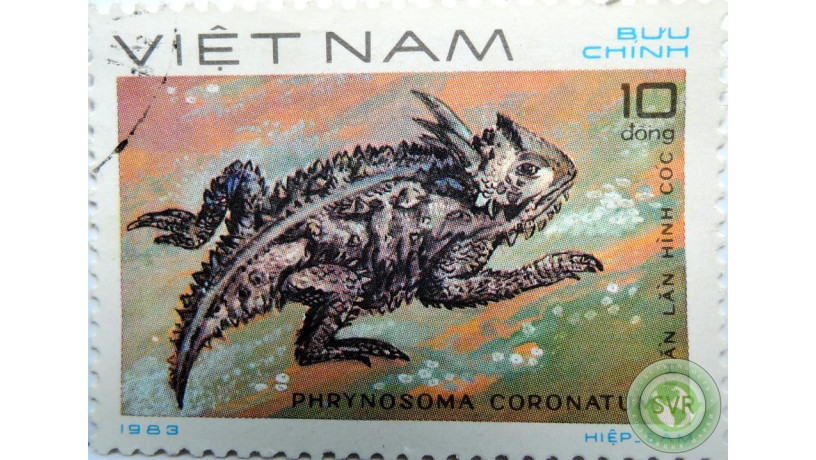 phrynosoma-coronatum-big-0