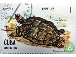 cerepaxa