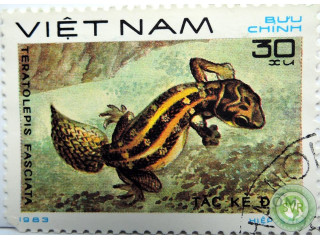 gadiukovyi-gekkon-teratolepis-fasciata