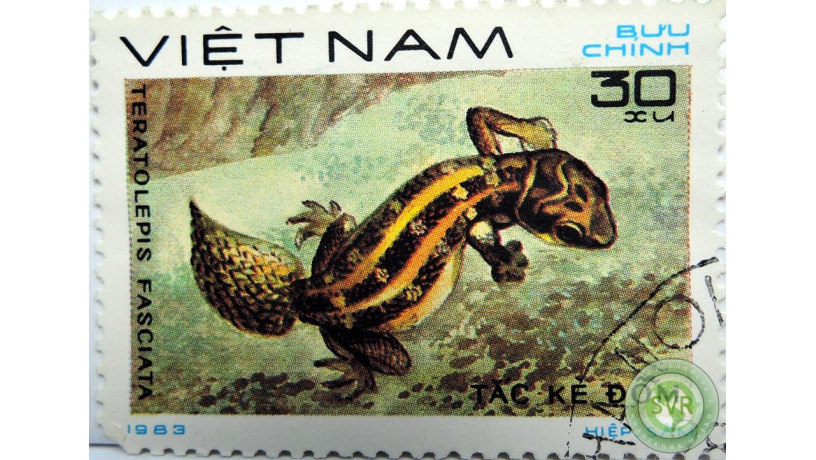 gadiukovyi-gekkon-teratolepis-fasciata-big-0