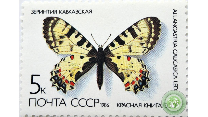 zerintiia-kavkazskaia-big-0