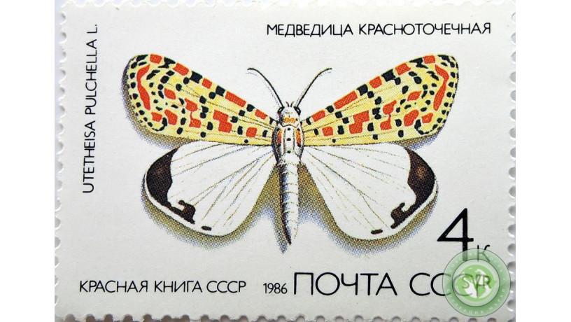 medvedica-krasnotocecnaia-big-0