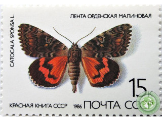 lenta-ordenskaia-malinovaia