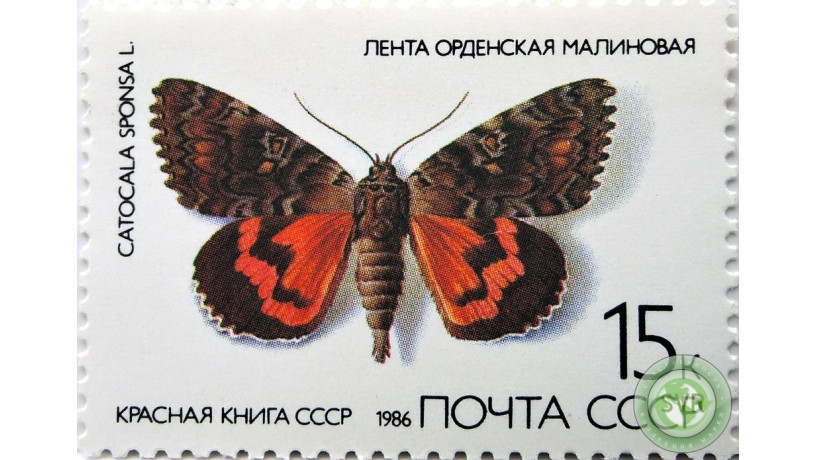 lenta-ordenskaia-malinovaia-big-0