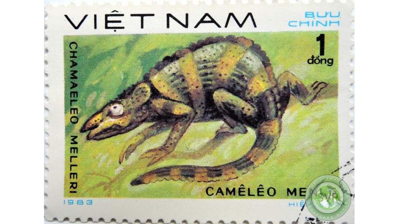 xameleon-mellera-big-0