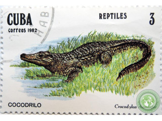 krokodil