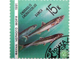 xamsa