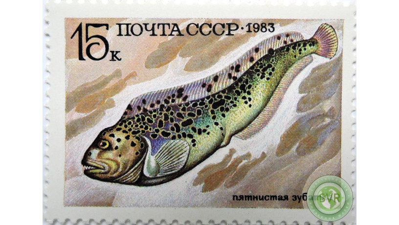 piatnistaia-zubatka-big-0