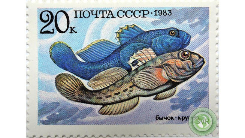 bycok-krugliak-big-0