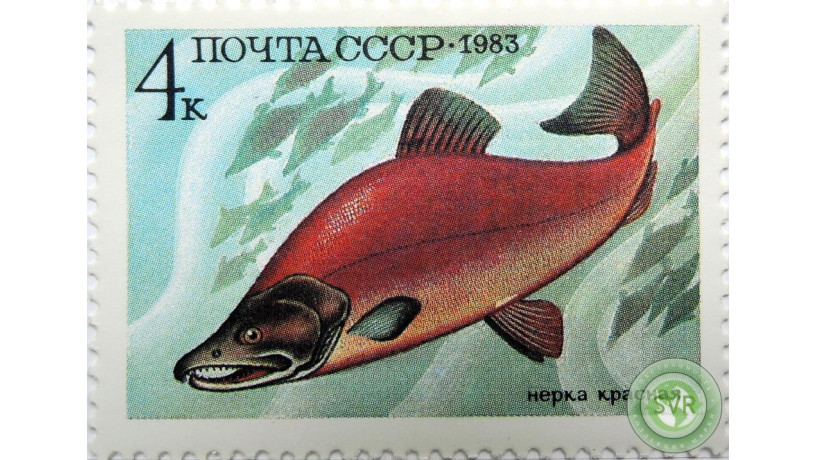 nerka-krasnaia-big-0