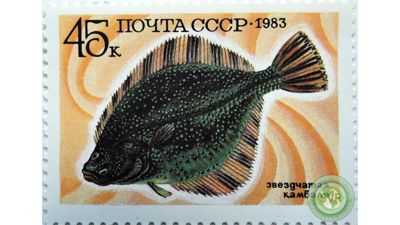 zvezdcataia-kambala-big-0