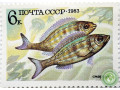 obyknovennaia-smarida-small-0