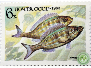 obyknovennaia-smarida
