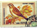 ovsianka-iankovskogo-small-1