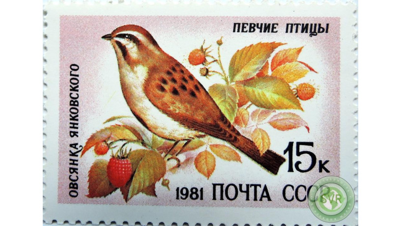 ovsianka-iankovskogo-big-0