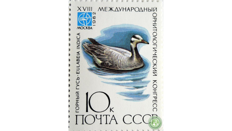 gornyi-gus-big-0