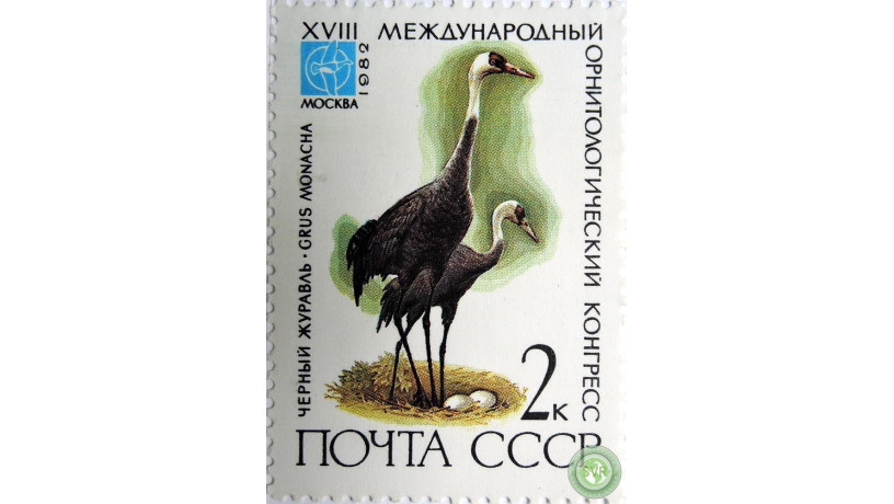 cernyi-zuravl-big-0