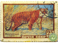 ussuriiskii-tigr-small-0