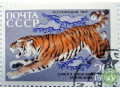 ussuriiskii-tigr-small-1