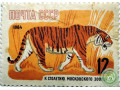 ussuriiskii-tigr-small-2