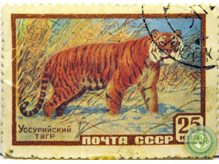 ussuriiskii-tigr