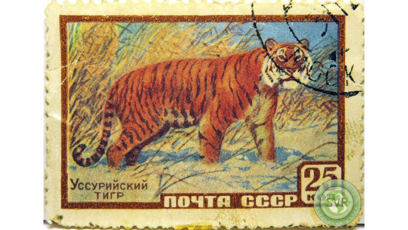 ussuriiskii-tigr-big-0