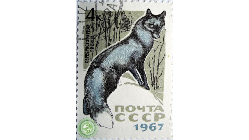 serebristo-cernaia-lisica-big-1