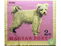 domasnie-pitomcy-small-1