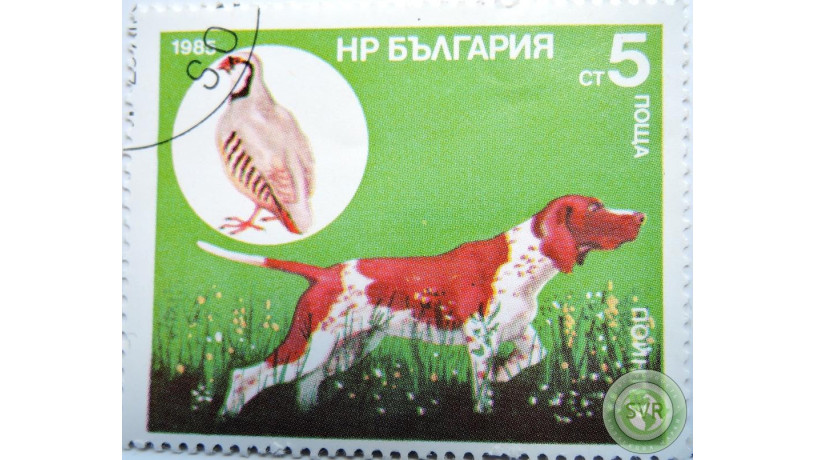 oxotnici-porody-sobak-big-3