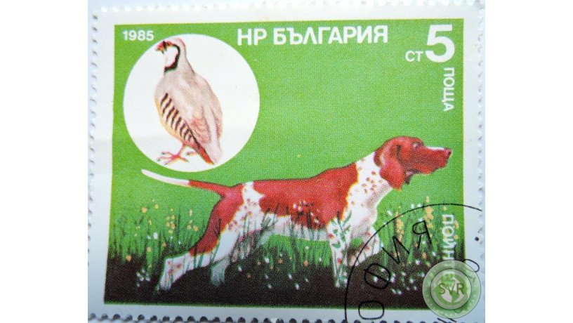 oxotnici-porody-sobak-big-1