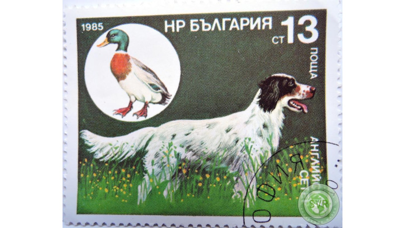 oxotnici-porody-sobak-big-2