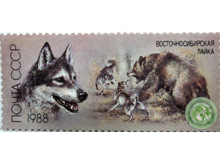 vostocnaia-laika