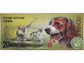 russkii-oxotnicii-spaniel
