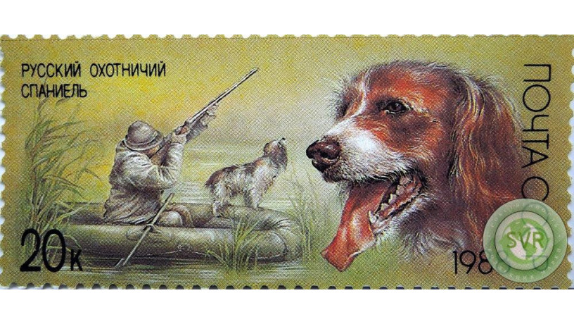 russkii-oxotnicii-spaniel-big-0