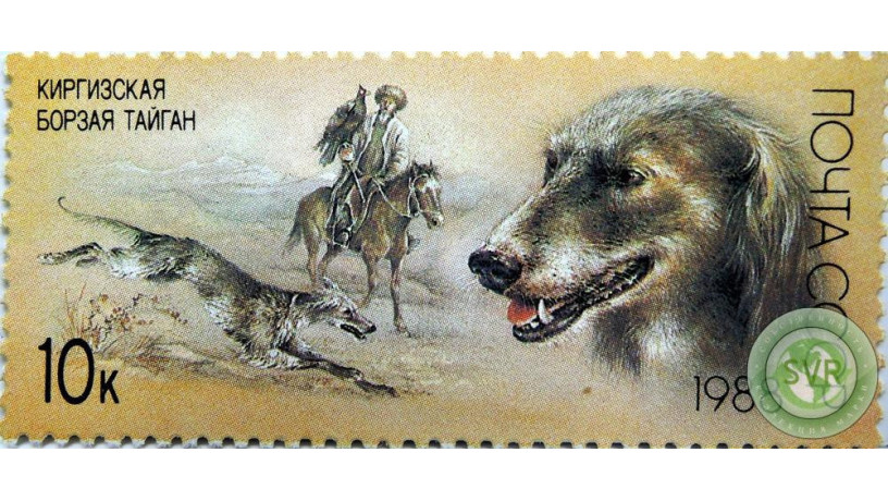 kirgizskaia-borzaia-taigan-big-0