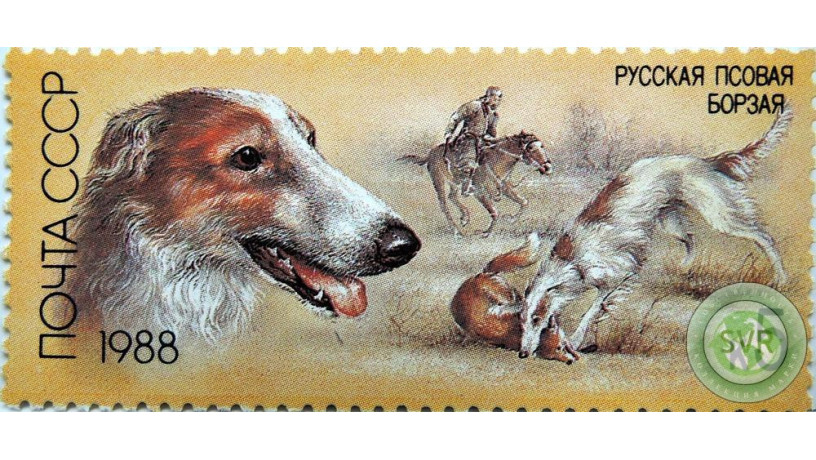 russkaia-psovaia-borzaia-big-0