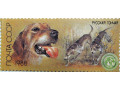 russkaia-goncaia-small-0
