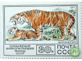 amurskii-tigr-small-0