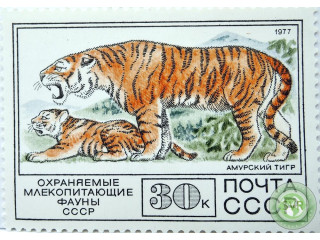 amurskii-tigr
