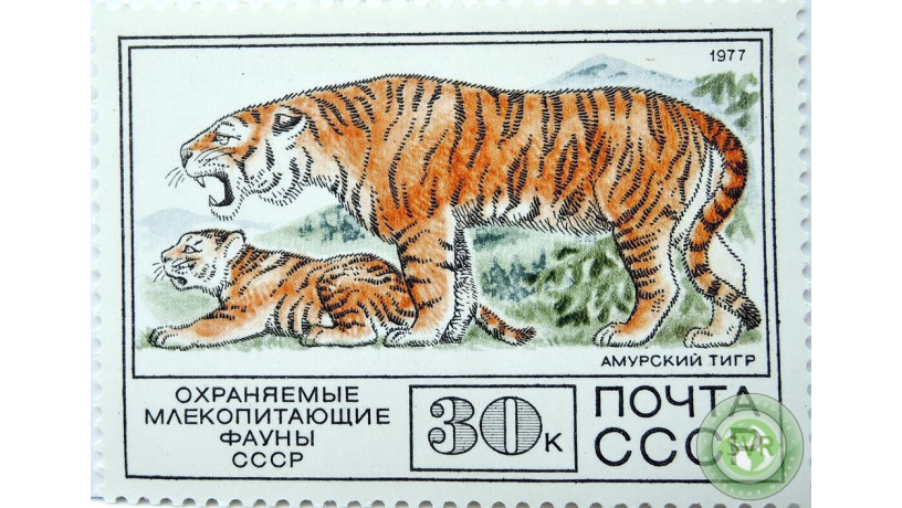 amurskii-tigr-big-0